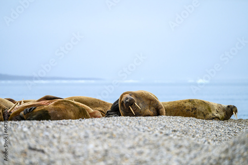 Group of Atlantic Walrus resting on the beach at Torellneset, arctic expedition tourism around Svalbard 