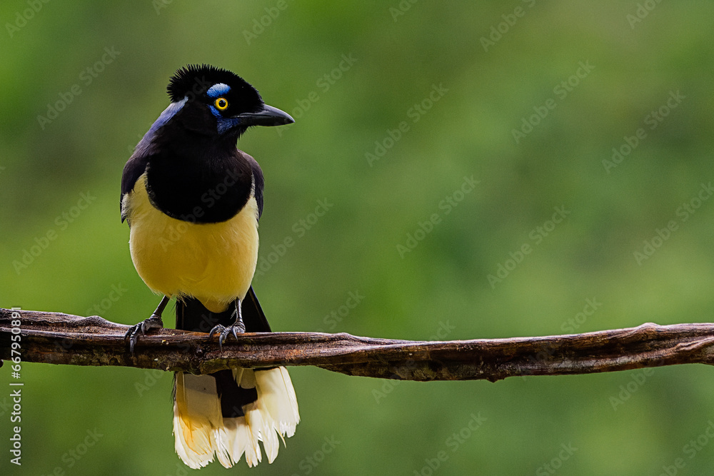 Fototapeta premium URRACA (Cyanocorax chrysops)