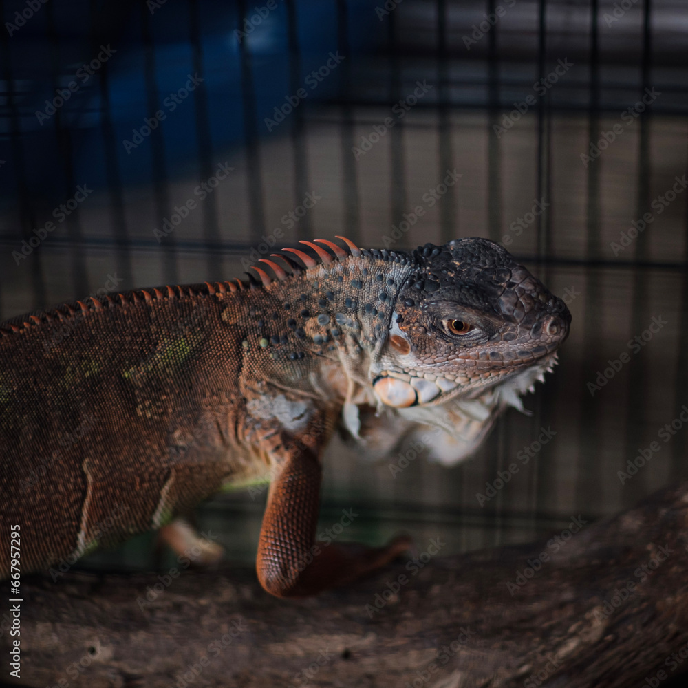 Obraz premium Chameleons are special and different from other animals because they can change colors beautifully.