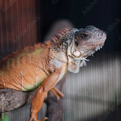 Chameleons are special and different from other animals because they can change colors beautifully.