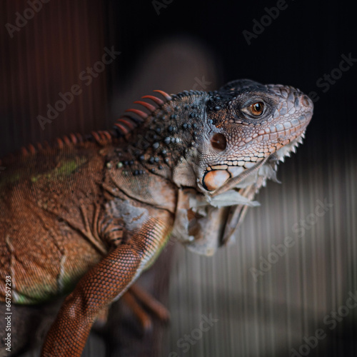 Chameleons are special and different from other animals because they can change colors beautifully.