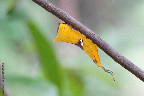 furcula borealis found in the wild. photo