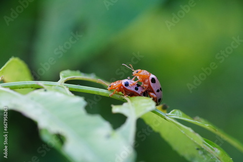 Epilachna ladybugs found in agricultural fields.
