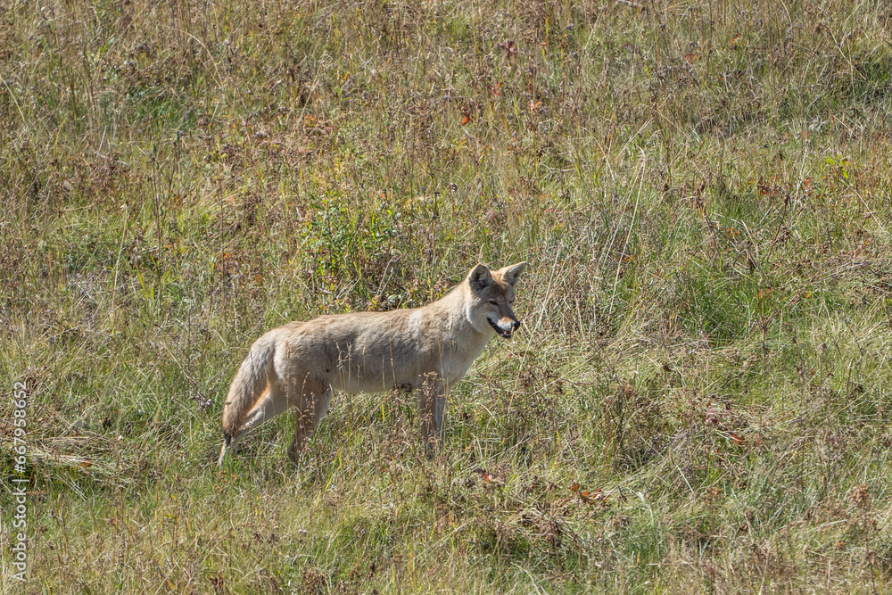 Western Coyote hunting in grassy field in Lamar Valley in Yellowstone National Park