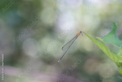 Dragonflies found in the forest.