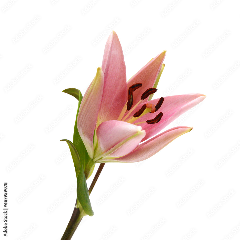 Fototapeta premium Lily flower isolated on white background