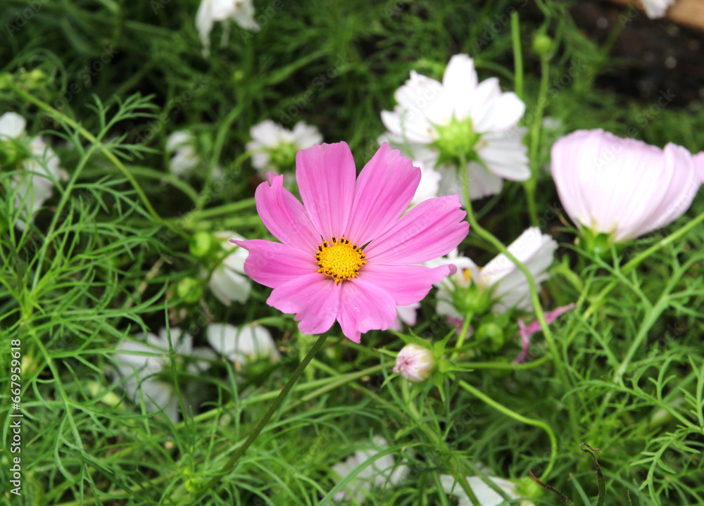 Cosmos flower (Cosmos Bipinnatus) with blurred background Cosmos flower (Cosmos Bipinnatus) with blurred background