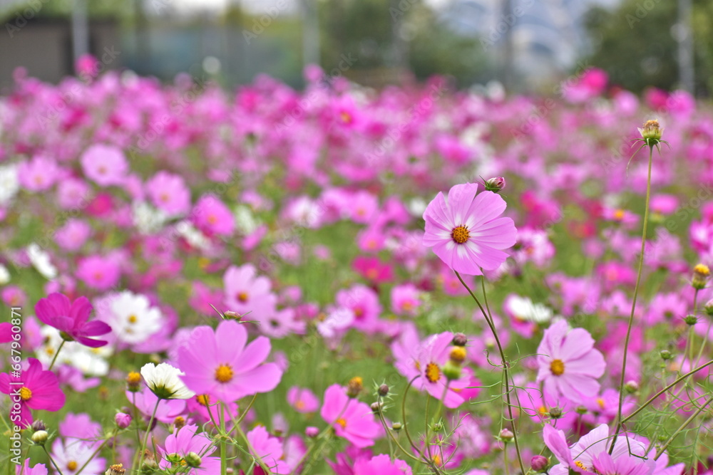 コスモス　秋桜　秋　広島　世羅　世羅ゆり園　花の駅せら
