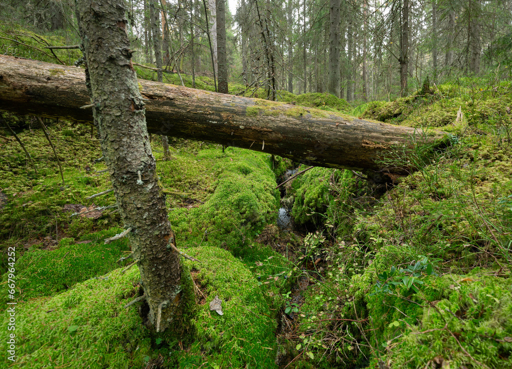 Decaying fir tree laying over a small stream in a natural untouched forest in Sweden Decaying fir tree laying over a small stream in a natural untouched forest in Sweden
