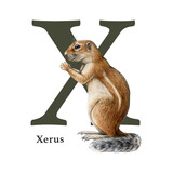Capital letter X with xerus. Watercolor illustration. Forest animal ABC alphabet font element. Wildlife animal alphabet letter X decorated with xerus ground squirrel. White background