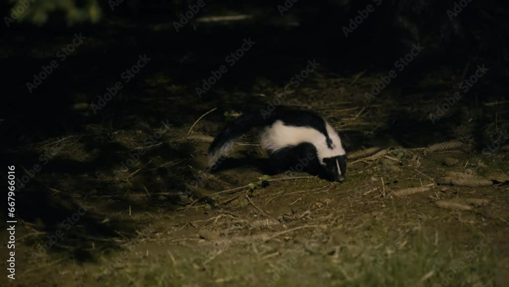 Skunk foraging in forest at night Skunk foraging in forest at night