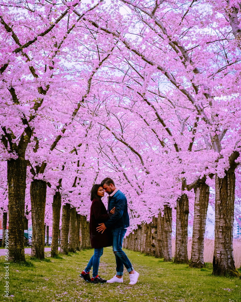 Sakura Cherry blossoming alley. Wonderful scenic park with rows of blooming cherry sakura trees and green lawn in spring, Netherlands. Pink flowers of cherry tree. Sakura Cherry blossoming alley. Wonderful scenic park with rows of blooming cherry sakura trees and green lawn in spring, Netherlands. Pink flowers of cherry tree.