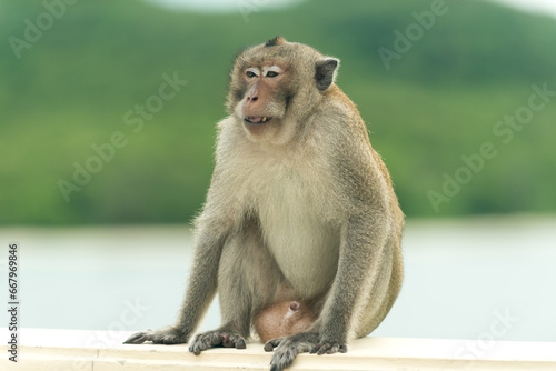 Monkey sitting and eating food © Leokensiro
