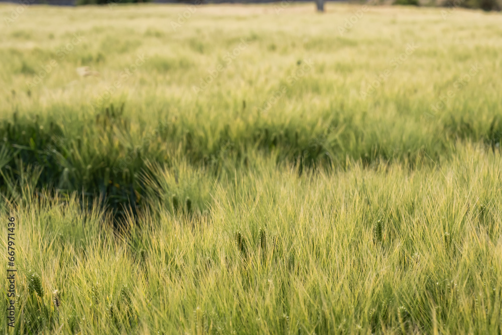 Wheat waves drifting in the breeze Wheat waves drifting in the breeze