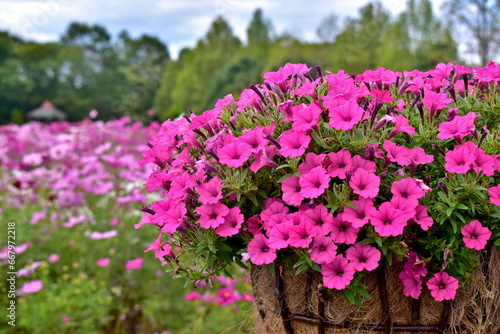 Wallpaper Mural コスモス　広島　備北丘陵公園　国営備北丘陵公園
 Torontodigital.ca