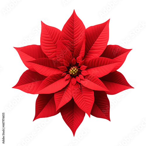 red poinsettia flower isolated on transparent background Remove png, Clipping Path