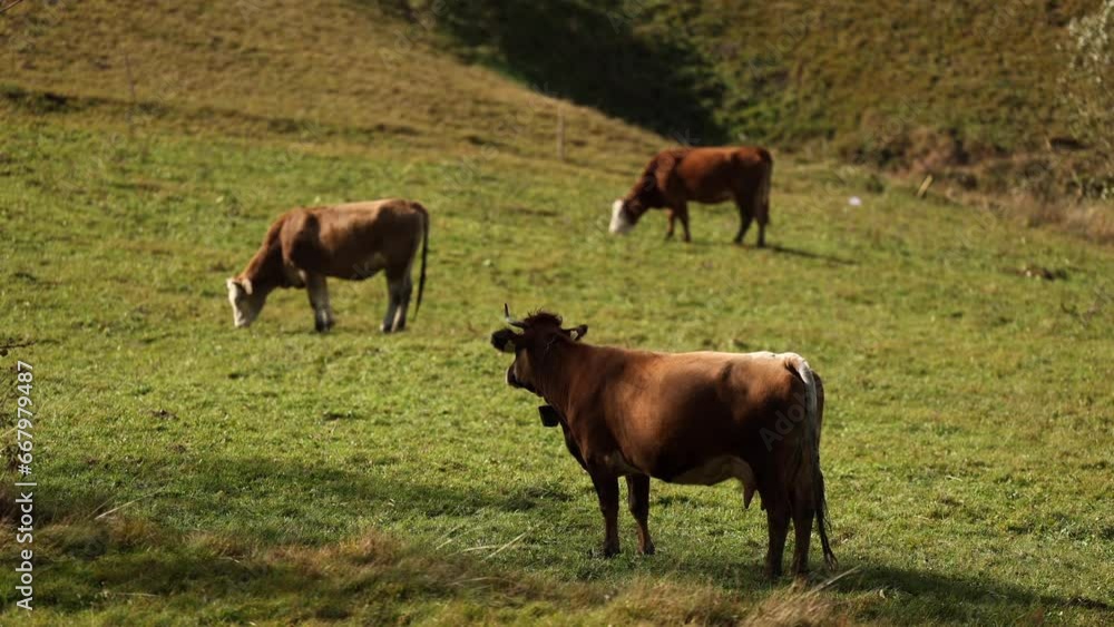 Cows in autumn mountain landscape. 4K video with milk cows while eating grass on the hills. Beautiful village agriculture farming landscape. Cows in autumn mountain landscape. 4K video with milk cows while eating grass on the hills. Beautiful village agriculture farming landscape.