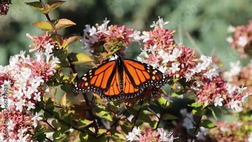 monarch butterfly on a flowering bush