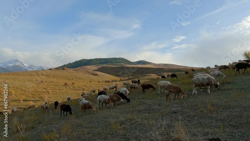 Wallpaper Mural Flock of sheep on a green meadow in the Kyrgyzstan mountains.
High in the mountains shepherds graze cattle among the panorama of wild forests and fields. 
Sheep grazing in beautiful grassy pasture. Torontodigital.ca