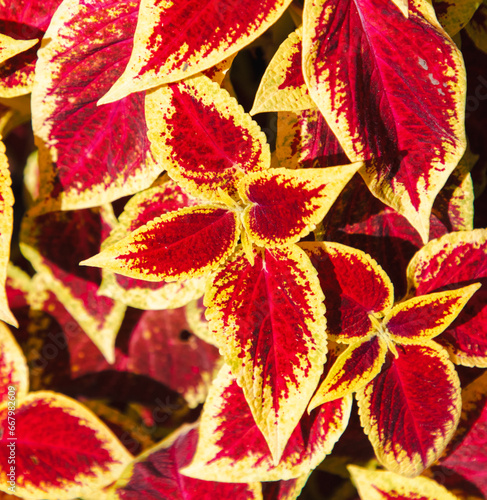 Red-yellow leaves on an ornamental plant