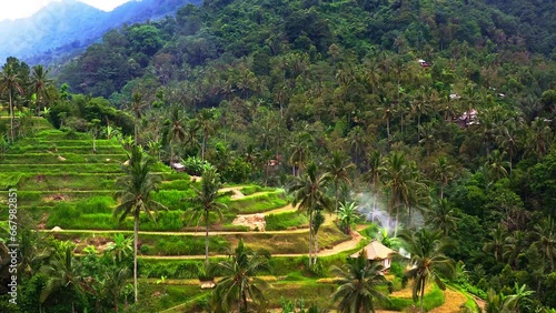 Farming hill with crops on stepped terraces in palm tree jungle, Bali. photo