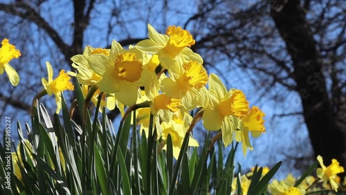 yellow daffodils in the garden blowing in the wind