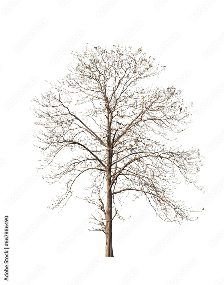 Fototapeta premium Dead tree isolated on white background