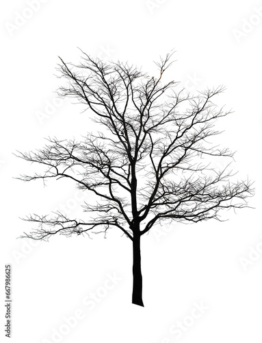 Dead tree isolated with white background.