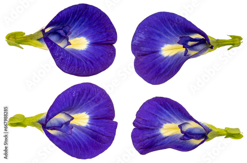 Butterfly pea or Asian Pigeonwing. Blue pea isolate on white background with clippingpath PNG File. photo