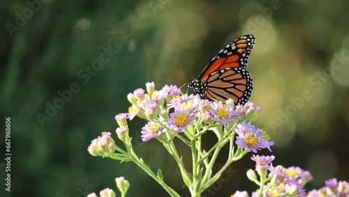 monarch butterfly on purple and yellow flowers