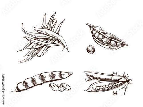 A hand-drawn set of green peas and string beans  in sketch style. Vector  vegetables. Vintage doodle illustration. Sketch for cafe menus and labels. The engraved image. Harvesting.