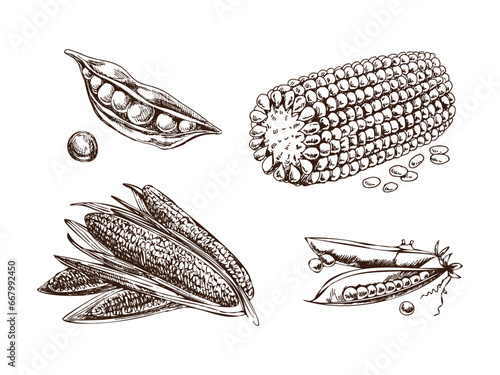 A hand-drawn set of green peas and corn cobs in sketch style. Vector  vegetables. Vintage doodle illustration. Sketch for cafe menus and labels. The engraved image. Harvesting.