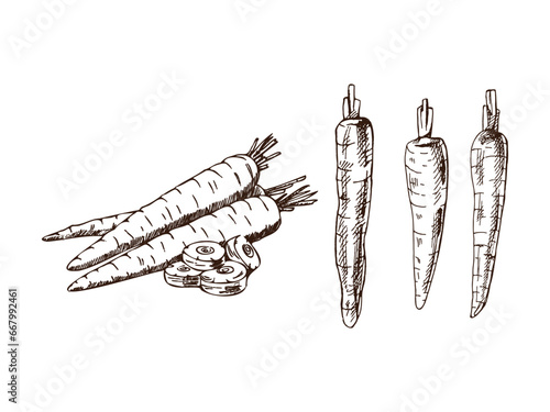 A hand-drawn set of carrots in sketch style. Vector  vegetables. Vintage doodle illustration. Sketch for cafe menus and labels. The engraved image. Harvesting.