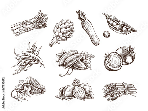 A hand-drawn set of vegetables in sketch style. Vector  vegetables. Vintage doodle illustration. Sketch for cafe menus and labels. The engraved image. Harvesting.