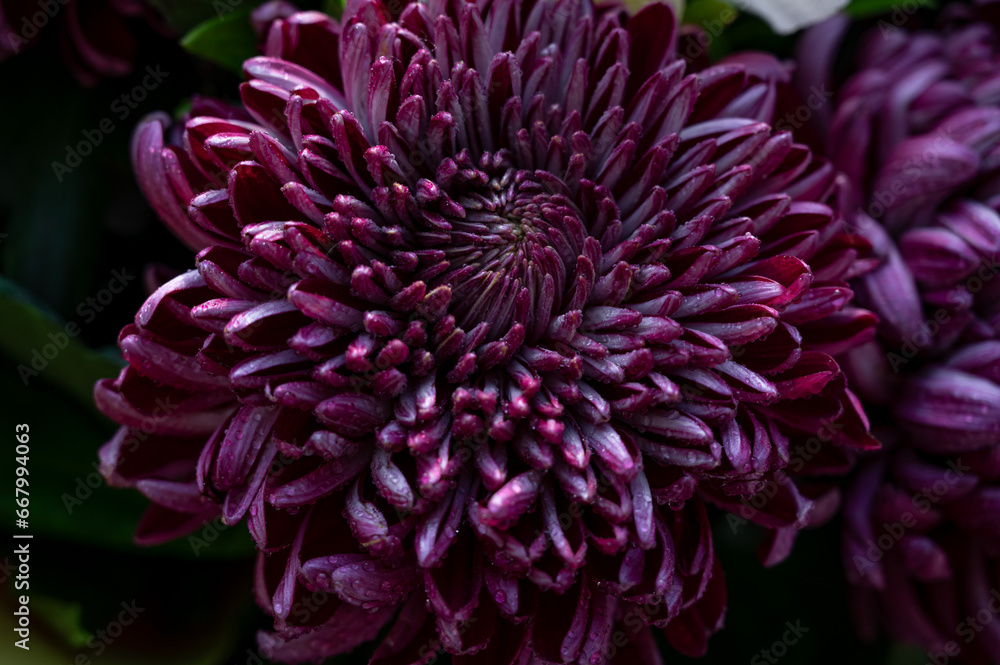 Close-up of a purple chrysanthemum. Purple flower. Background and texture of purple flowers. Place for text