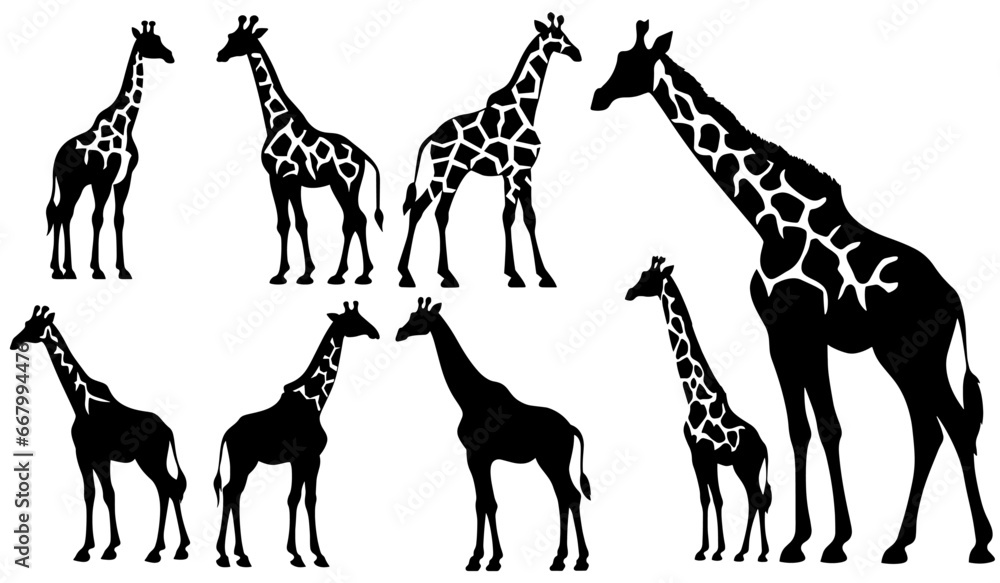 Set of vector giraffes silhouettes - obrazy, fototapety, plakaty 