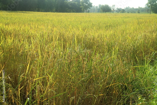 Rice field landscape 