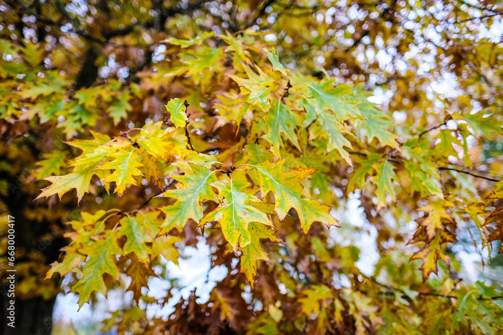 Autumn tree leaves. Quercus rubra, commonly called northern red oak or champion oak. Fall background. Autumn texture. Autumn tree leaves. Quercus rubra, commonly called northern red oak or champion oak. Fall background. Autumn texture.