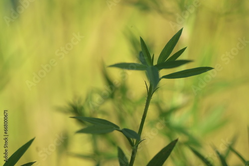 green leave texture 