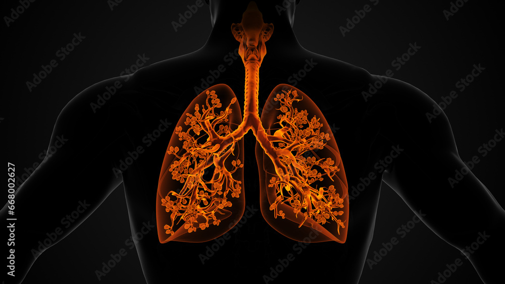 Lung and Respiratory System Anatomical Structure - obrazy, fototapety, plakaty 