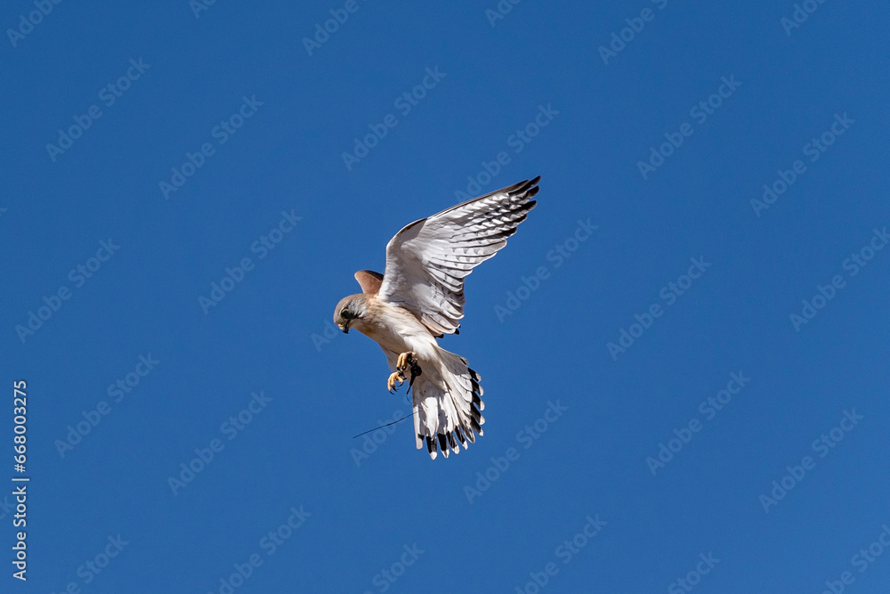 Obraz premium Australian brown falcon in flight. Alice Springs Desert Park.