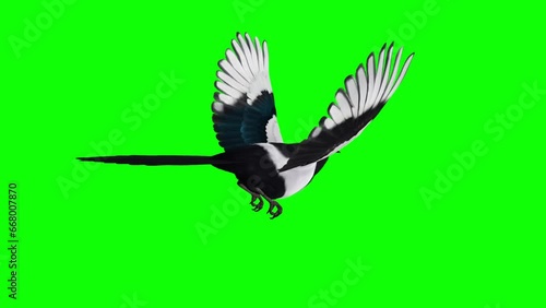 Magpie Bird - Flying Loop - Back Side Angle View CU - Green Screen - Naturalistic realistic 3D animation isolated on green background