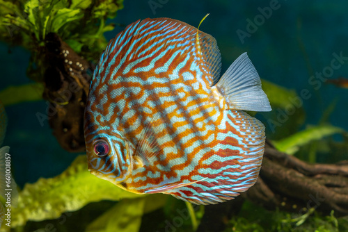 Discus, freshwater fish (genus Symphysodon) in aquarium