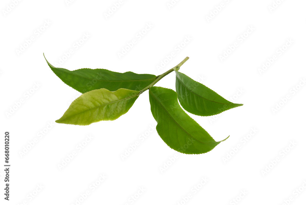Obraz premium Green tea leaf isolated on white background