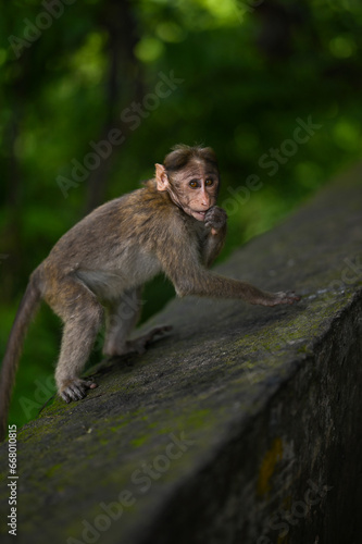 Bonnet Macaque, baby Monkey  gazing to the people on the road side