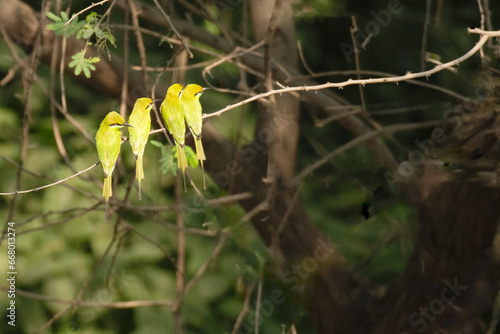 Family of Green bee eater on perch © Dipak