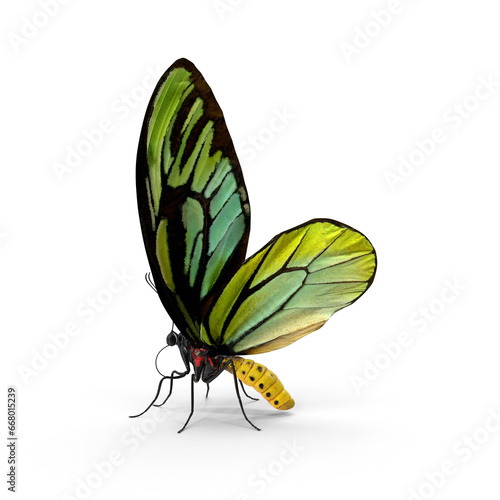 Butterfly Ornithoptera Alexandrae PNG photo