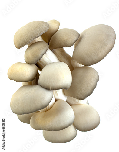 fresh oyster mushrooms on white background.
