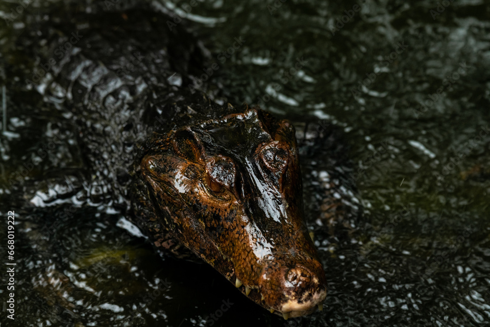 Portrait of Caiman over dark background on a rainy day from Ecuador Portrait of Caiman over dark background on a rainy day from Ecuador