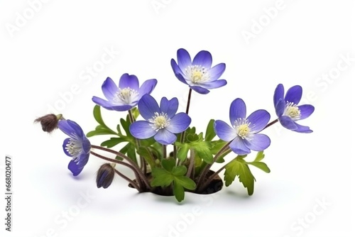 Spring flowers, isolated anemone hepatica on white background, blooming blue violet wild forest flowers liverwort. Generative AI photo